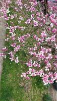 de bloei van magnolia sulanja. april bloemen natuur en lente magnolia bloeit op de achtergrond van gras. banner voor 8 maart, vrolijk pasen. het concept van de lente. bovenaanzicht. foto
