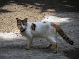 schattige kat, witte kat foto