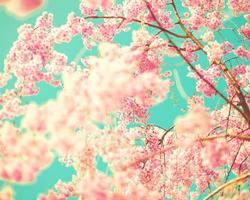 roze kersenbloesems foto