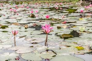 water lilly bloemen