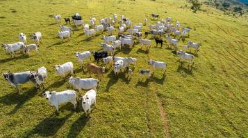 luchtfoto van kudde nelore cattel op groene weide in brazil foto