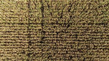 luchtfoto drone met ernstige droogte die de maïsvelden aantasten foto