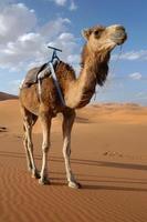 Arabische kameel foto