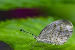 mooie witte vlinder neergestreken op een blad foto