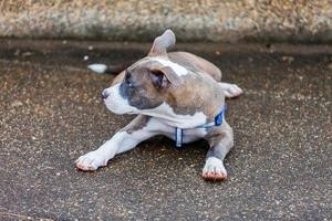 schattige pitbull hond aan het leggen foto