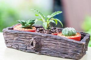 kleine cactus in bloempotten met koffieboon foto