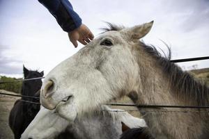 paarden eten op de boerderij foto