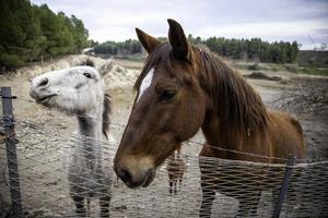 paarden eten op de boerderij foto