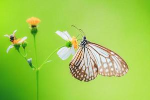 mooie vlinders in de natuur zijn op zoek naar nectar van bloemen in de thaise regio van thailand. foto