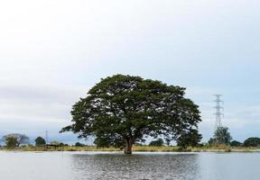 grote boom alleen op het water. foto