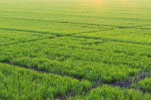 groene rijst zaailingen vroeg in de ochtend. foto