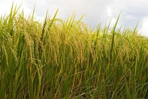 vergrote weergave van lage goudgele rijst. foto