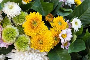 goudsbloem, chrysant, gerbera. foto