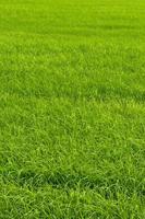 achtergrond groene rijstvelden. foto