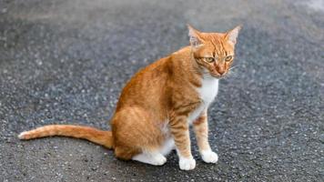 gele kat zittend op straat. foto