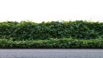 groene klimopbladeren met verharde weg. foto