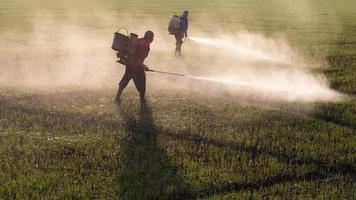 arbeiders die herbiciden sproeien. foto