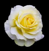 isoleer wit met een gele roos.