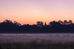 silhouet van bomen over mistige rijstvelden. foto