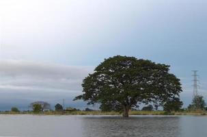 grote boom alleen op het water. foto