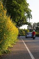 crotalariabloem op landelijke wegen. foto
