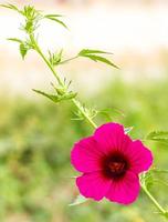 cranberry hibiscus paars. foto