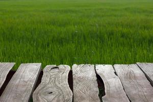 oude plank groene rijstvelden. foto