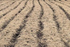 stro-mulch ter voorbereiding op het planten. foto