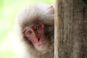 kind van Japanse makaak foto
