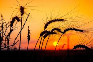cornfield zonsondergang foto