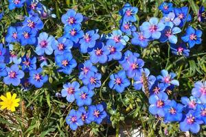 close-up van blauwe bloemen in de zon foto