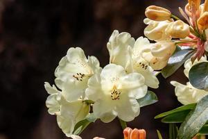 bloem van een rododendron in mei foto