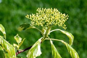 cornus met bloem foto