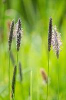 bloemen in het gras met groene achtergrond foto