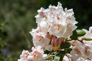 bloem van een rododendron in mei foto