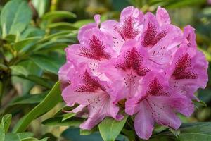 bloem van een rododendron in mei foto