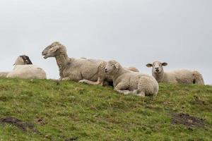 schapen op een weide foto