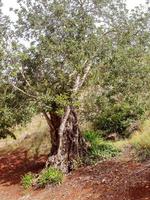olijfboom in italië foto