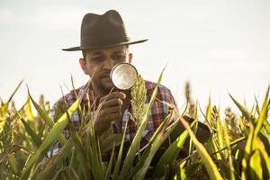 agronoom houdt tablet en vergrootglas in het maïsveld en onderzoekt gewassen voordat ze worden geoogst. agribusiness-concept. Braziliaanse boerderij. foto