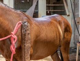 bijgesneden opname van persoon die bruin rasecht paard buitenshuis wast foto