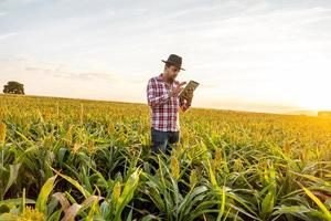 agronoom houdt tablet-touchpadcomputer in het maïsveld en onderzoekt gewassen voordat hij wordt geoogst. agribusiness-concept. Braziliaanse boerderij. foto