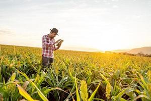 agronoom houdt tablet-touchpadcomputer in het maïsveld en onderzoekt gewassen voordat hij wordt geoogst. agribusiness-concept. Braziliaanse boerderij. foto