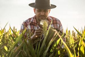 agronoom houdt tablet en vergrootglas in het maïsveld en onderzoekt gewassen voordat ze worden geoogst. agribusiness-concept. Braziliaanse boerderij. foto