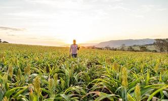 agronoom houdt tablet-touchpadcomputer in het maïsveld en onderzoekt gewassen voordat hij wordt geoogst. agribusiness-concept. Braziliaanse boerderij. foto