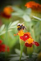 bijen en insecten op bloemen foto