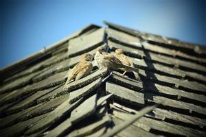 stad vogels natuur foto