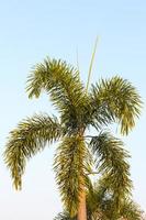 palmbladeren met ochtendzon. foto