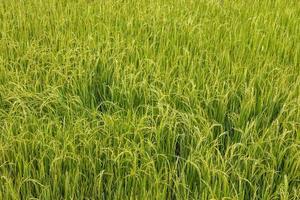 achtergrondweergave van vruchtbare groene rijstvelden die wachten op de oogstdag. foto