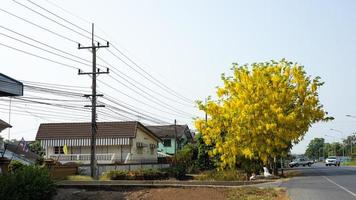 cassia fistel, golden shower tree, die in de zomer prachtige gele bloesems heeft die volop in bloei staan. foto