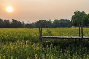 een panoramisch uitzicht op de prachtige bloeiende gele crotalaria juncea-tuin. foto